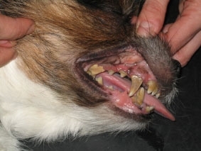 Tandbehandling af kat hund i i København | Ring og book tid